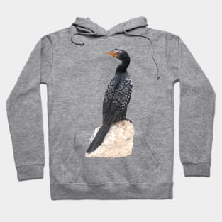 Reed Cormorant - Bird - Africa - Ornithology Hoodie